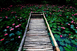 踱步花間，邂逅美麗
