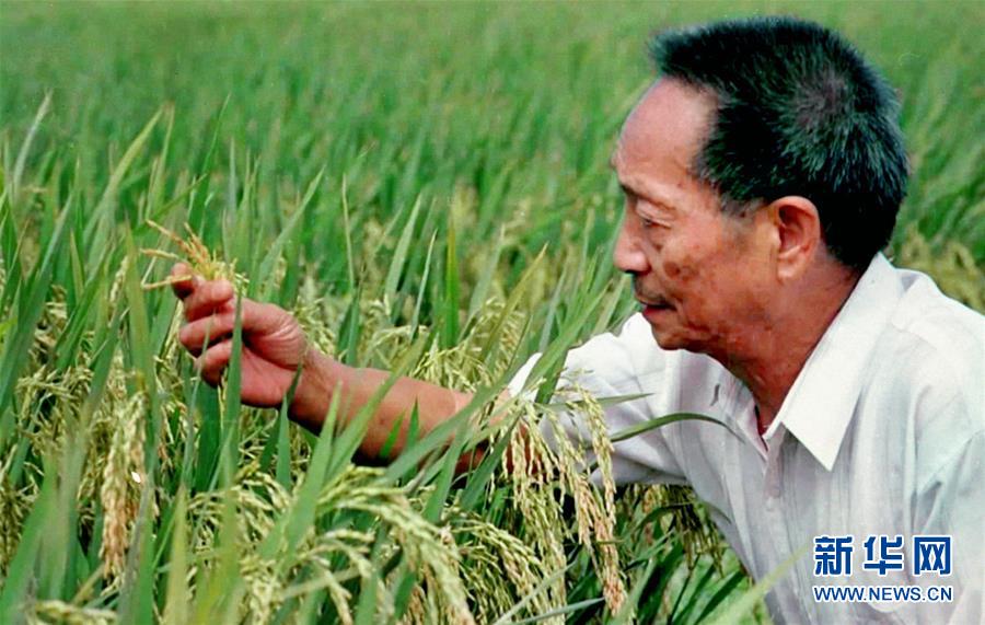 （改革先鋒風(fēng)采·圖文互動(dòng)）（1）一顆稻谷的“中國貢獻(xiàn)”——袁隆平的追夢路