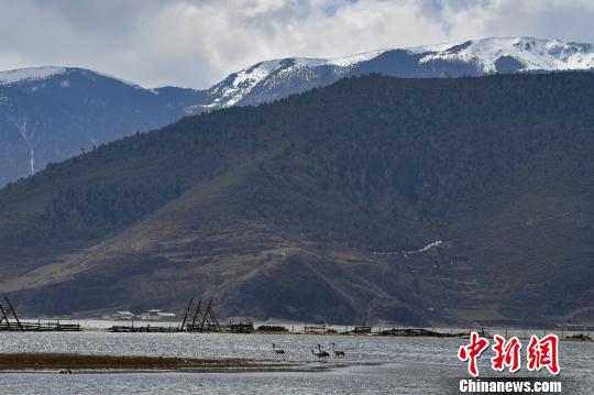 圖為在納帕海濕地棲息的候鳥。　劉冉陽 攝
