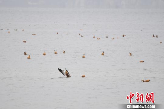 圖為在納帕海濕地棲息的候鳥?！⑷疥?攝