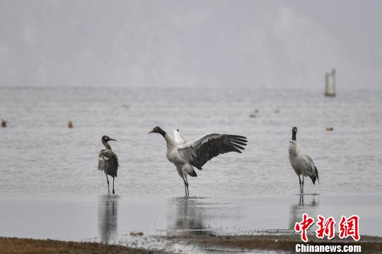 圖為在納帕海濕地棲息的黑頸鶴?！⑷疥?攝