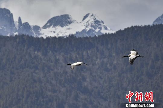 圖為在納帕海濕地上空飛翔的黑頸鶴?！⑷疥?攝
