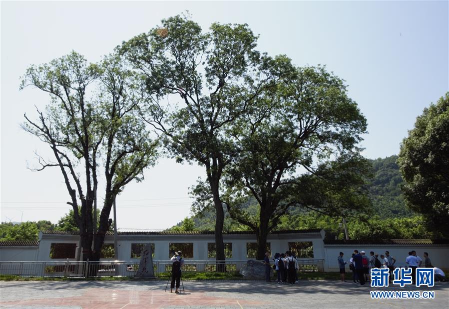 （壯麗70年·奮斗新時(shí)代——記者再走長(zhǎng)征路·圖文互動(dòng)）（6）“紅軍樹(shù)”下憶初心、守初心