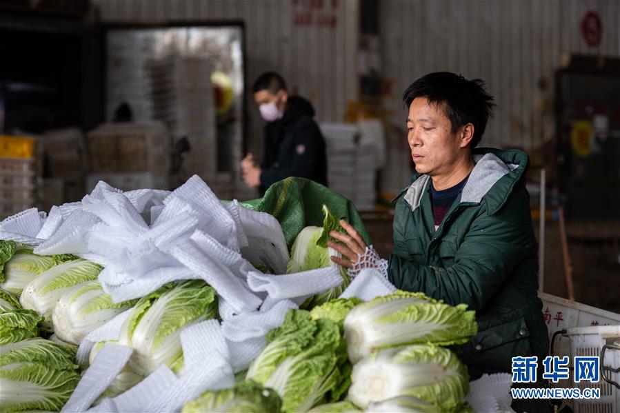 （抓好春耕備耕 穩(wěn)住農(nóng)業(yè)生產(chǎn)·圖文互動）（2）“栽種的是菜苗，收獲的是希望”——云南蔬菜集散地通?？h春耕見聞 