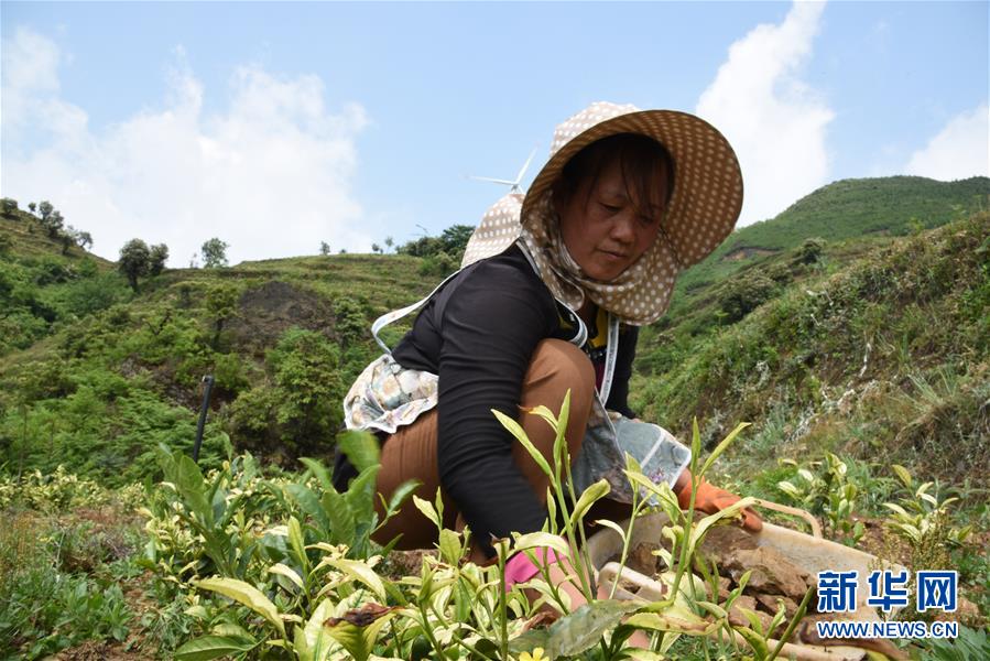 （新華全媒頭條·圖文互動(dòng)）（14）初夏，循著總書記的腳步探訪產(chǎn)業(yè)扶貧新事