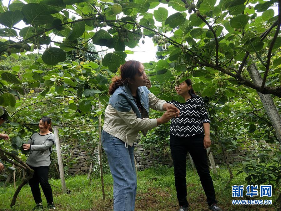 （新華全媒頭條·圖文互動(dòng)）（10）初夏，循著總書記的腳步探訪產(chǎn)業(yè)扶貧新事