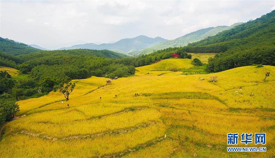 (走向我們的小康生活·圖文互動(dòng))(1)黎苗山鄉(xiāng)種養(yǎng)“老行當(dāng)”擦亮“綠色牌”