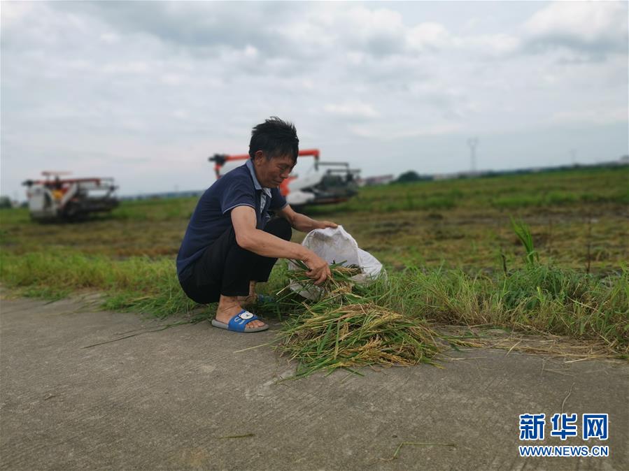 （新華視點·聚焦餐桌外的浪費·圖文互動）（1）顆粒歸倉為何難實現(xiàn)？我國糧食收割環(huán)節(jié)損失驚人