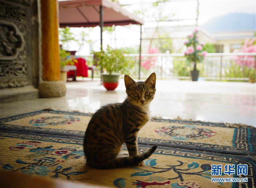 （走向我們的小康生活·決戰(zhàn)決勝脫貧攻堅(jiān)·圖文互動(dòng)）（3）甘青交界處的跨越——保安族、撒拉族的脫貧故事