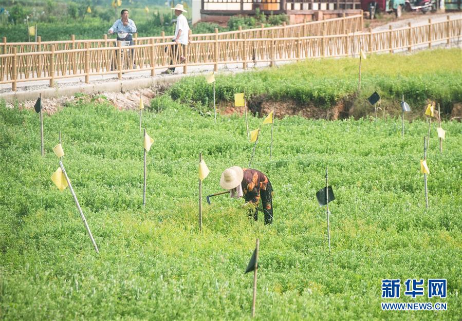 （新華全媒頭條·走向我們的小康生活·圖文互動(dòng)）（9）特殊之年，荊楚大地書寫不平凡的答卷