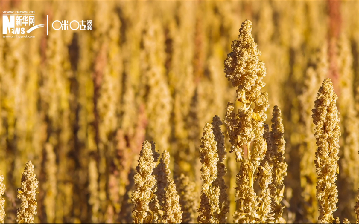 藜麥有極強的環(huán)境適應能力和低成本、高回報的種植模式