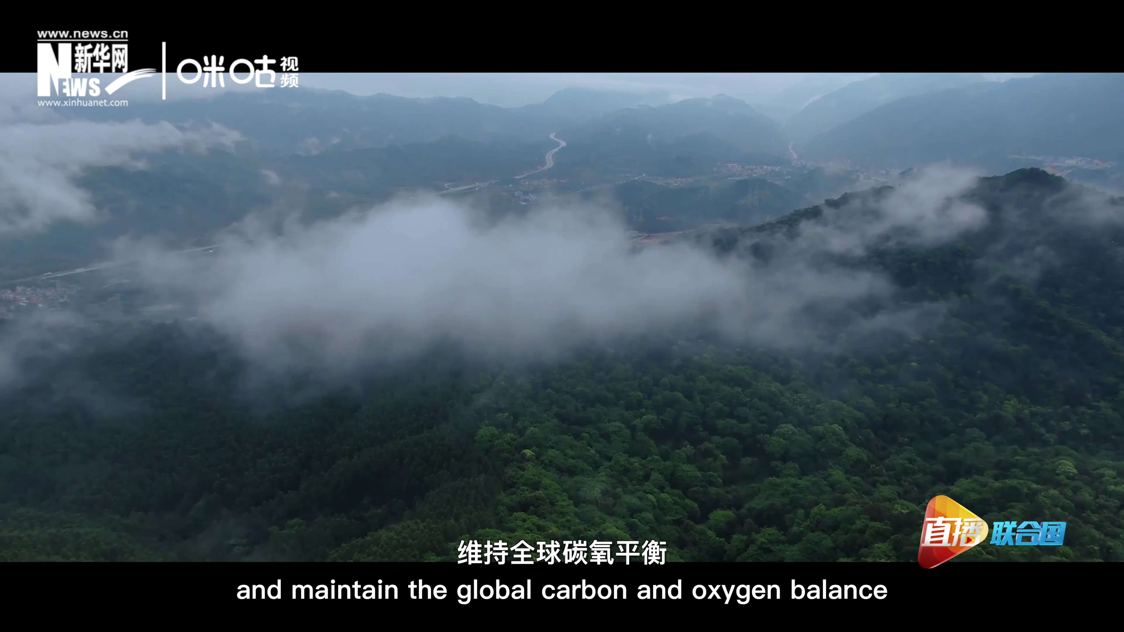 森林的碳匯可以協(xié)助減緩氣候變化，維持全球碳氧平衡
