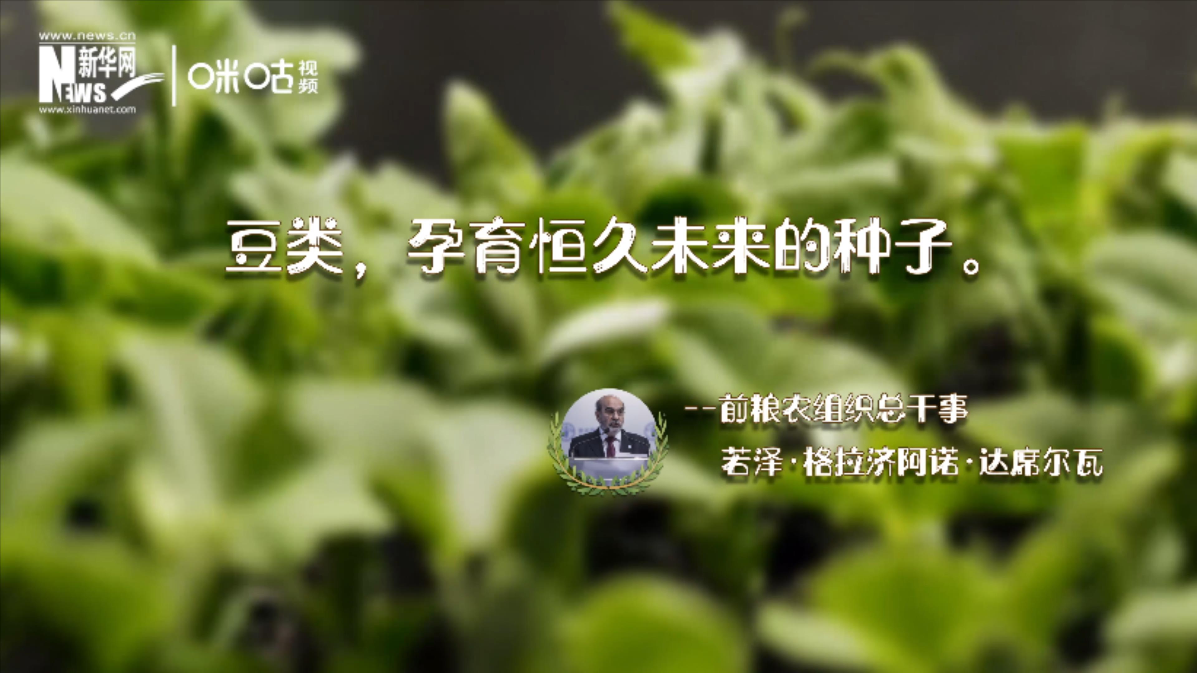 豆類，孕育恒久未來的種子