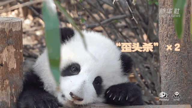 請(qǐng)注意，前方有滾滾發(fā)起近距離“歪頭殺”