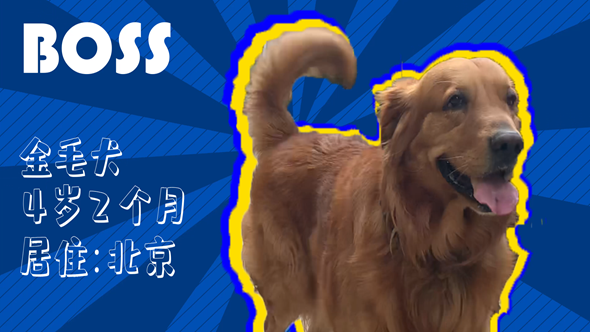 有效拴繩&科學(xué)遛狗——如何文明養(yǎng)犬？“撿屎官”們快看過(guò)來(lái)！