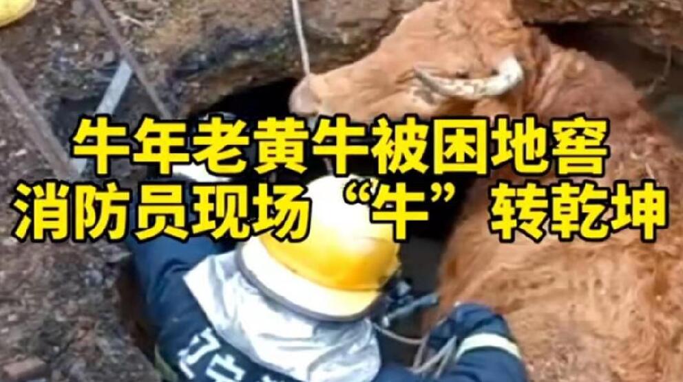 牛年老黃牛被困地窖，消防員現(xiàn)場“牛”轉(zhuǎn)乾坤！