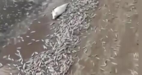 調(diào)查！藍(lán)綠藻暴發(fā) 俄多地魚類大規(guī)模死亡