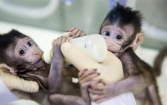 重大突破！兩只克隆猴在中國誕生